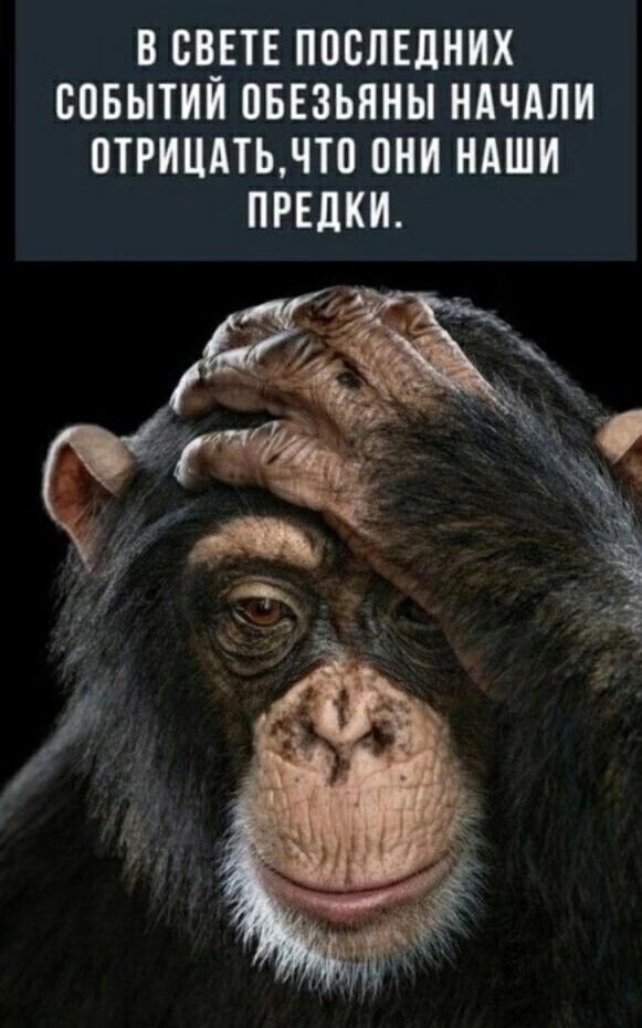 Шарф