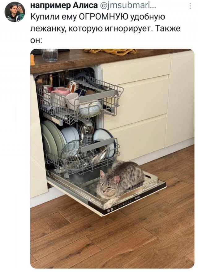 К котовторнику: подборка картинок-баянов с котиками и про котиков. Выпуск 37.