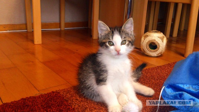 Коты и время