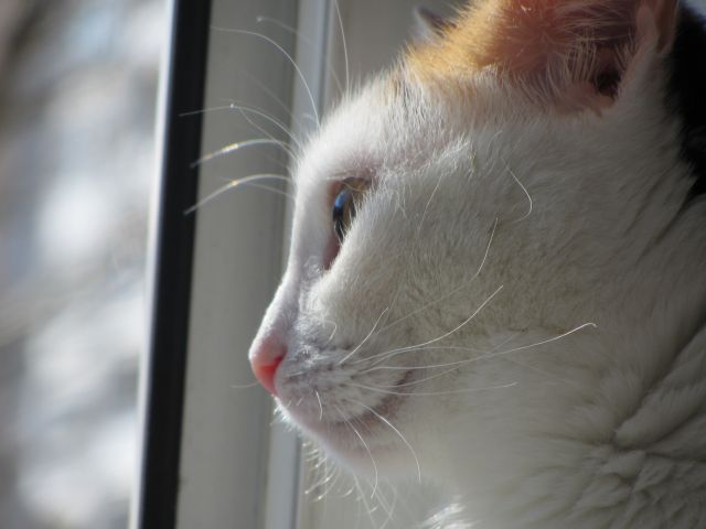 Котовторник  10.12.2013