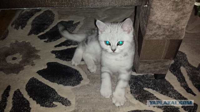 Котовторник 18.03.2014