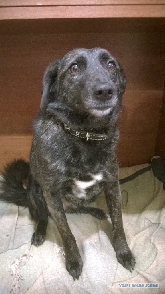 Зверьё моё!