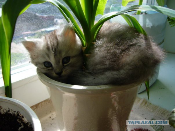 Котовторник  08.07.2014
