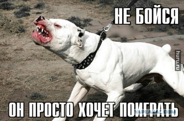 Не бойся! она только понюхает!
