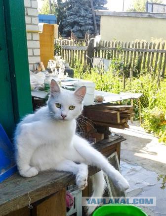 Котовторник 11.11.2014