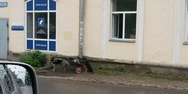 Весёлые картинки