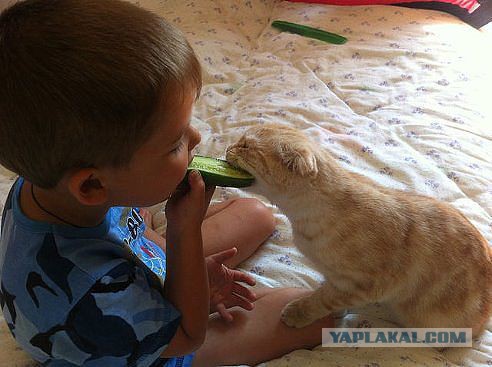Картинки