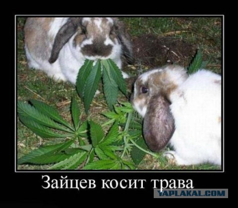 Немного юмора