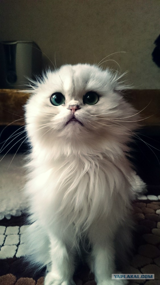 Котовторник  21.07.2015