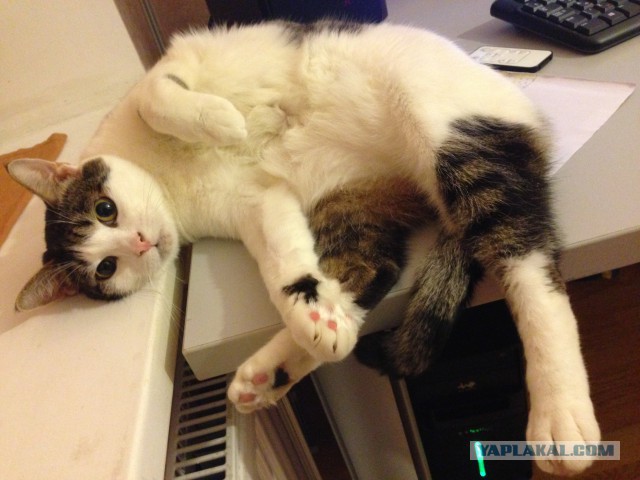 Котооо-о-о-вторник