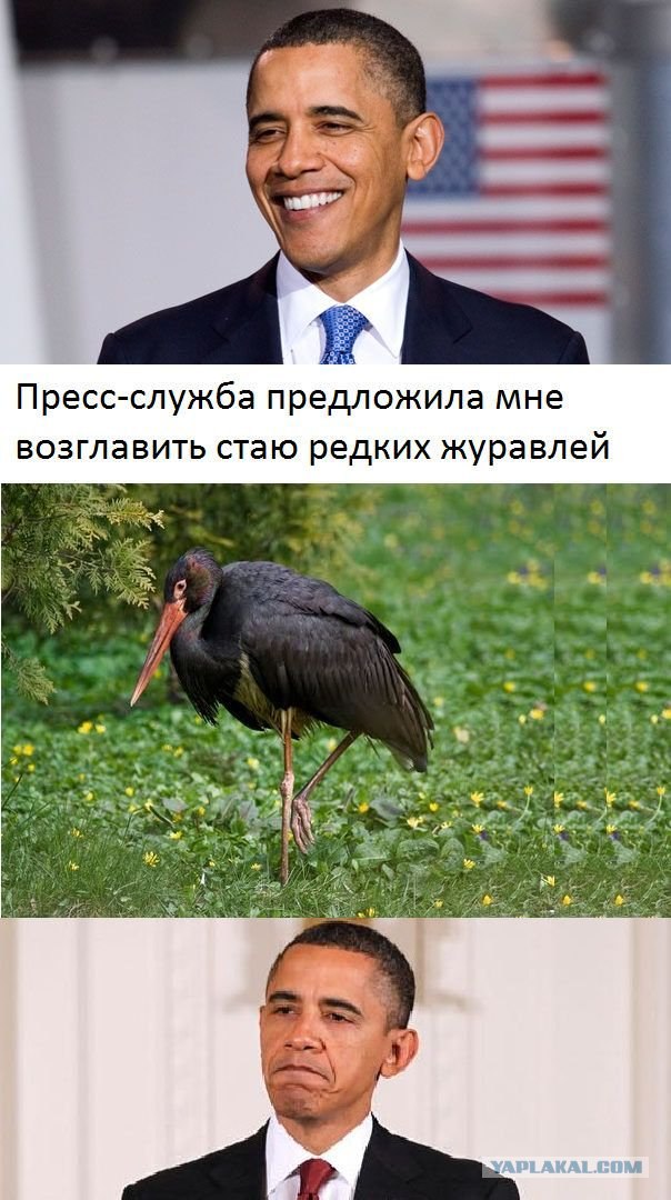 Путин с клювом в халате возглавил журавлиный клин