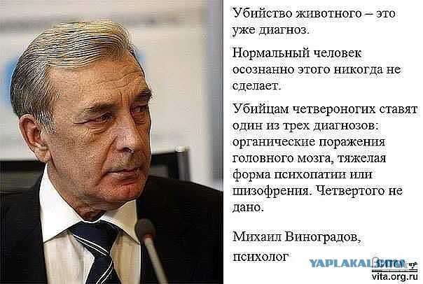 Третьеклассники в Балаково отрубили лапы котятам