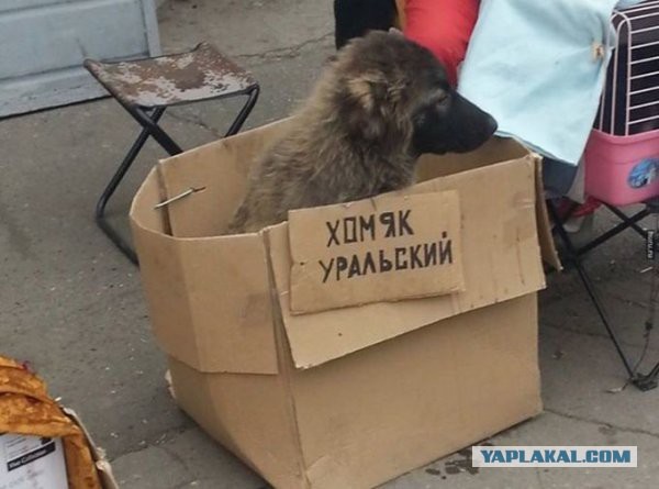 Купил дитю хомячка…