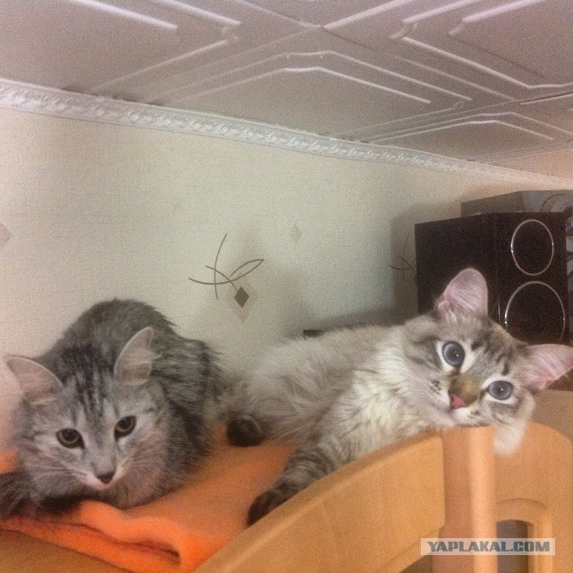 Пришла весна — расцвели коты