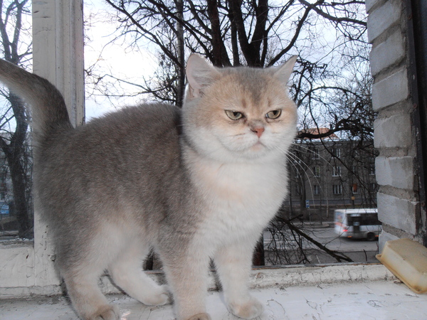 Котовторник 12.04