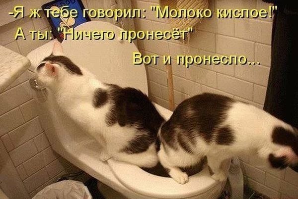 Демы к котовторнику!