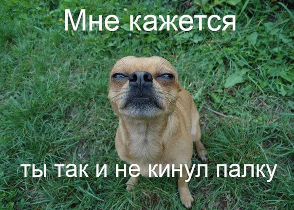 Мохнатые беспредельщики