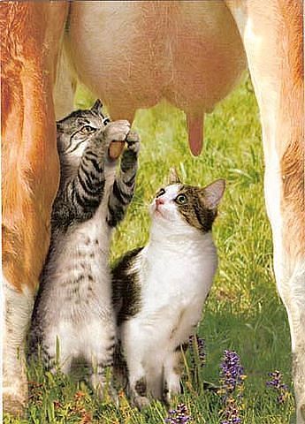 Коты, которые пытались что-то украсть