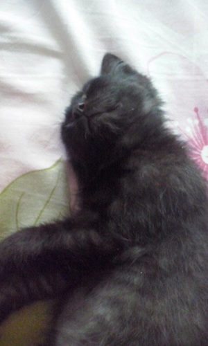 Котовторник 26.07 2016