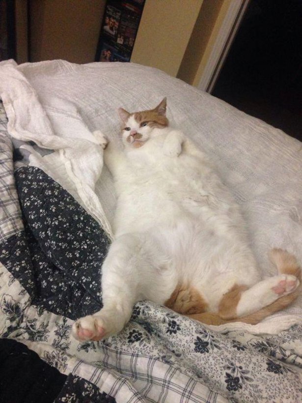 Коты из сети