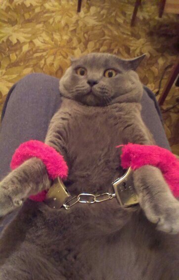 Коты из сети