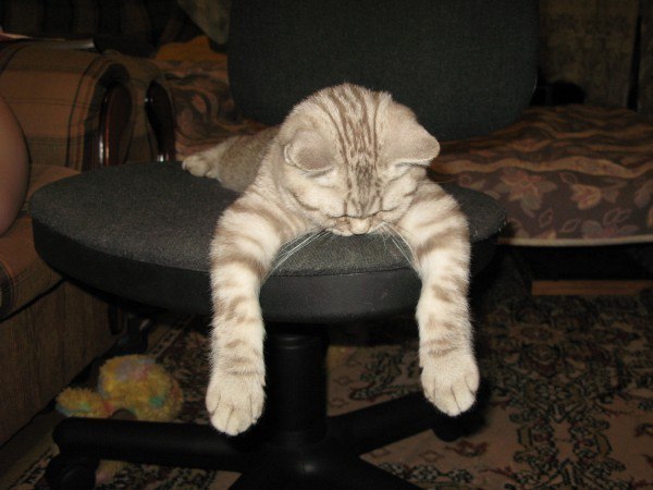 Коты из сети