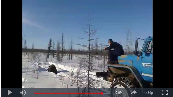 В соцсетях появилось видео жестокого убийства медведя грузовиком "Урал"