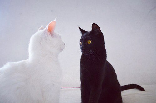 Коты из сети