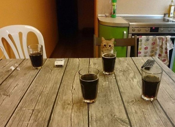 Коты и Кошки