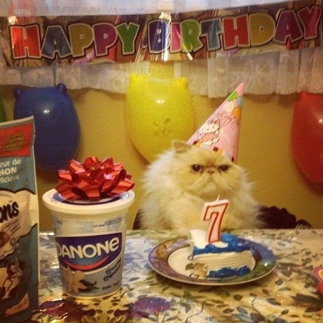 Коты и Кошки