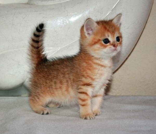 Коты и Кошки