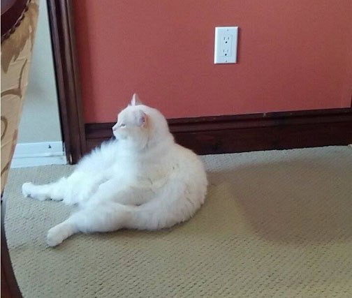 Коты и Кошки