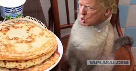 Свежая подпорка жаб на Трампа