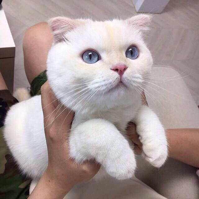 Коты и Кошки