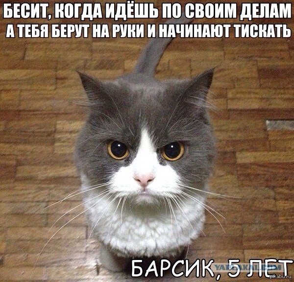 Не все котики любят обнимашки