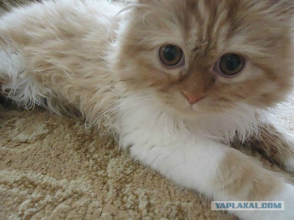 Котовторник  14.08.2012.