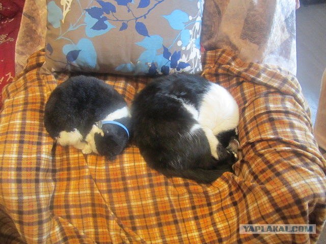 Котовторник  28.08.12