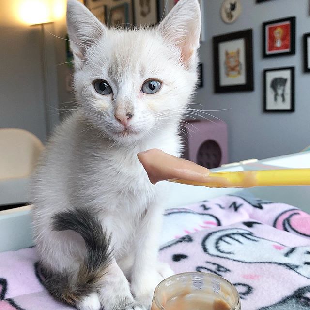Забавные фото котеек