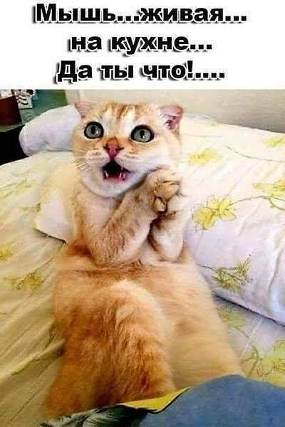 Какотики