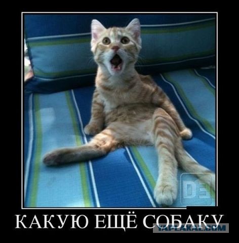 Нифинасебе! И другие выражения лиц