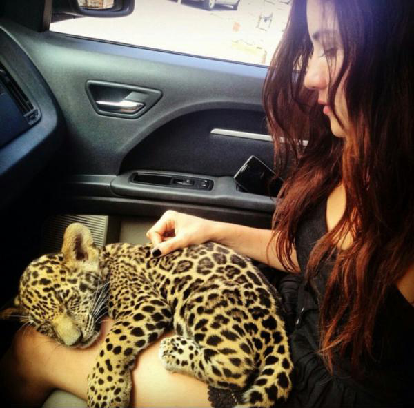 Большие кошки с котятами