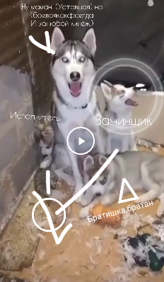 Завел хаски и возмущается. Чудак человек