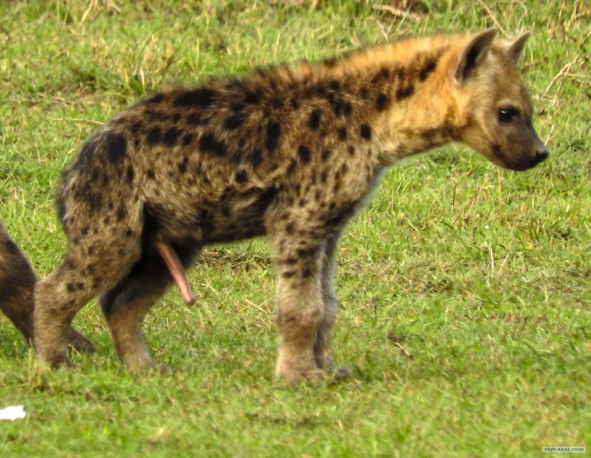 Спаривание гиен крупным планом