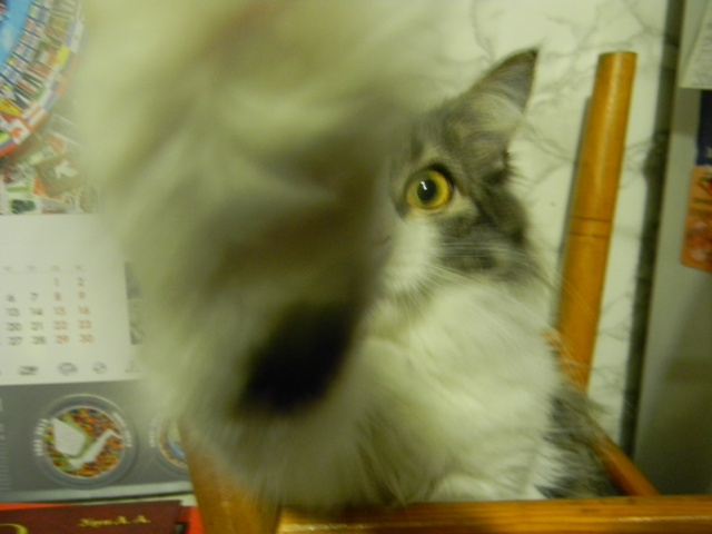 Котовторник 16.04.2013