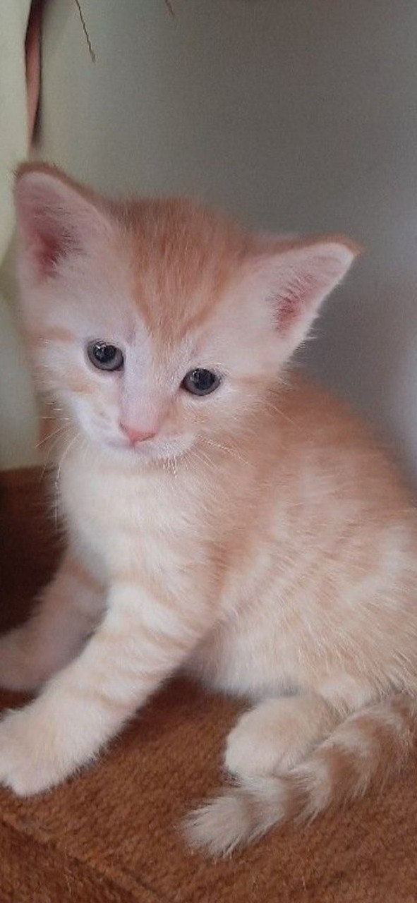 Котовторник, от мала до велика
