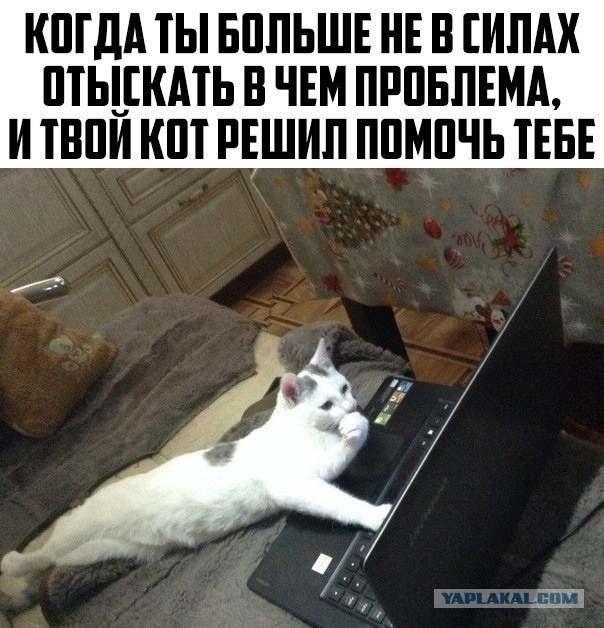 К котовторнику: подборка картинок-баянов с котиками и про котиков. Выпуск 9
