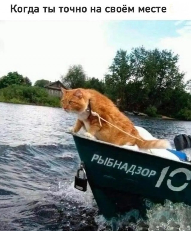 К котовторнику: подборка картинок-баянов с котиками и про котиков. Выпуск 23.