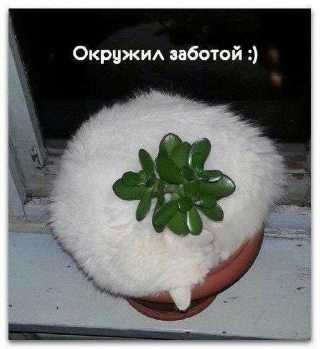 Так себе картинки 29.01.26