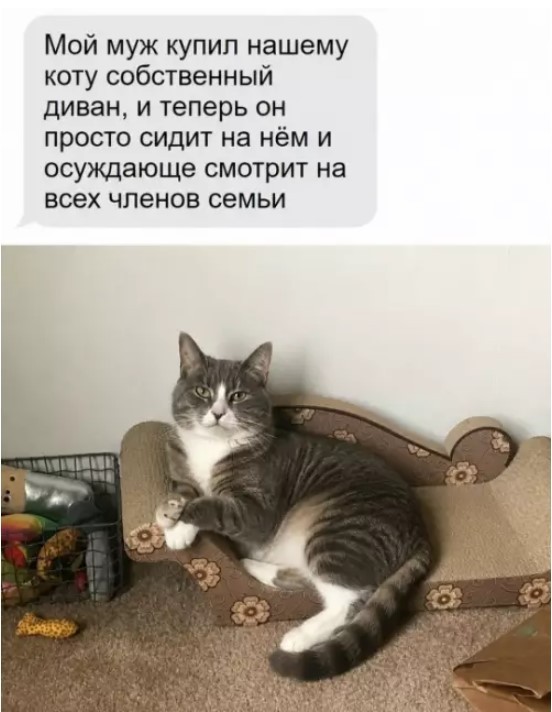 К котовторнику: подборка картинок-баянов с котиками и про котиков. Выпуск 47.