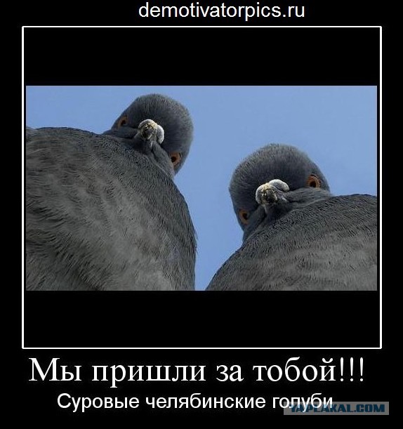 Голуби